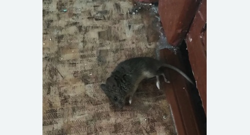 Дезинфекция от мышей в Протвино