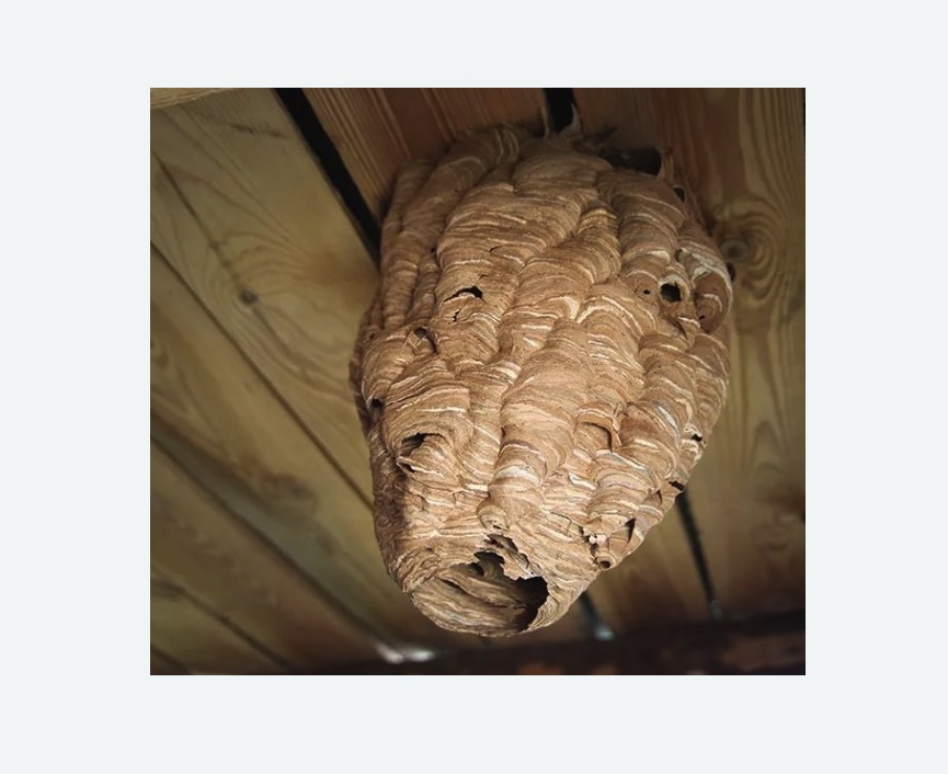 обработка от шершней в Протвино