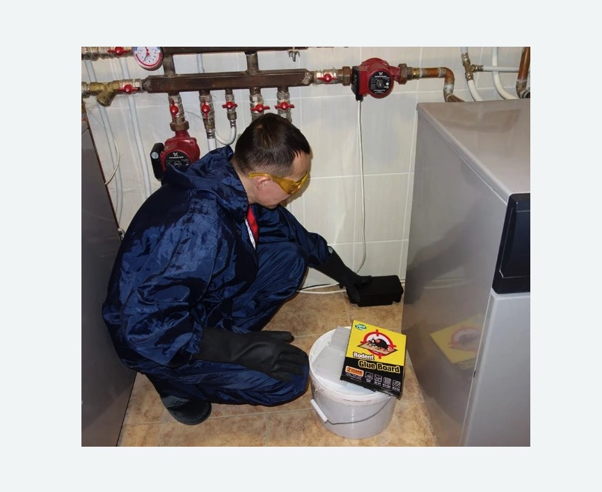 Уничтожение крыс в Протвино