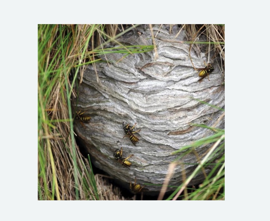 Уничтожение ос и ульев в Протвино